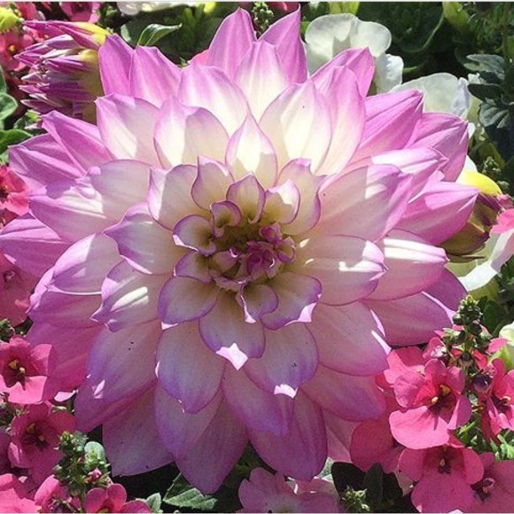 Meet your Posher, Elle - Picture 1 of 1